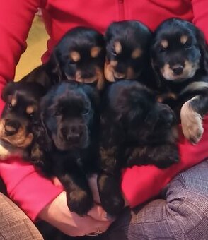 Szczenięta Cocker Spaniel Angielski