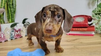 SAMIEC Jamnik krótkowłosy CHOCO merle Blazar Kraków