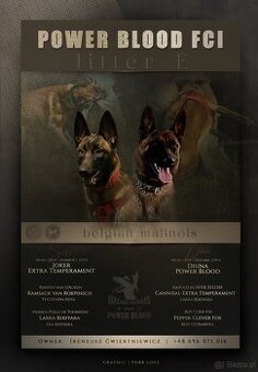 Owczarek Belgijski Malinois FCI