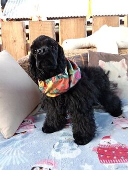 Cocker spaniel american/PP fci