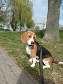 Suczka Beagle