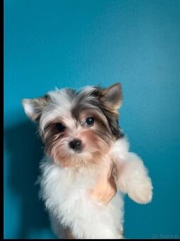 Piękny samiec york biewer