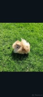 Pomeranian dorosły piesek