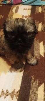 Sprzedam  szczeniaka SHI-TZU