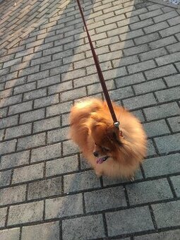 Pomeranian dorosłla suczka