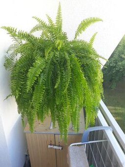 SPRZEDAM PAPROTKE