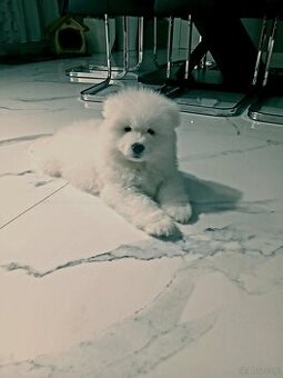 Sprzedam szczeniaka Samojed