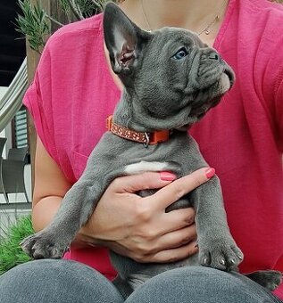 Buldog francuski BLUE niebieski szczeniak suczka pies piesek