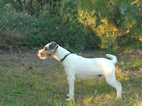 Parson Russell Terrier- piesek rodowodowy