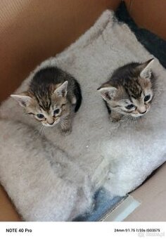 Kotki do adopcji