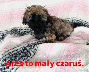 Szczeniak rasy Shih Tzu