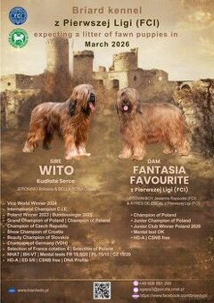 Owczarek Francuski Briard FCI