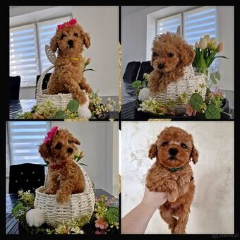 Sunia i chopiec pudelki toy po tatusiu FCI