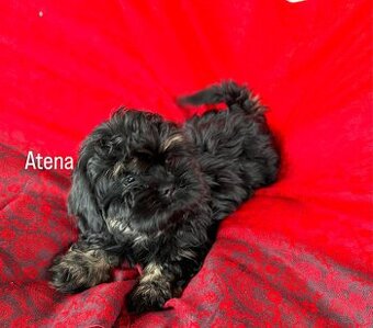 Szczeniak Shih Tzu