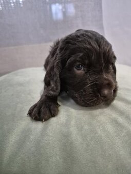 PŁochacz Niemiecki WACHTELHUND