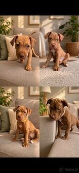 Pitbull red nos