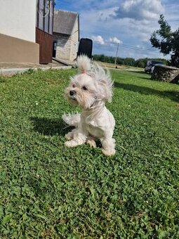 Odchowana mini sunia maltanczyk Xxs Mia