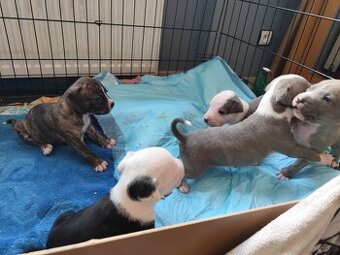 Rezerwacja szczeniąt Amstaff