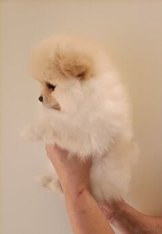 SZPIC MINIATUROWY POMERANIAN - SUCZKI