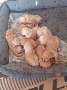 Golden retriever