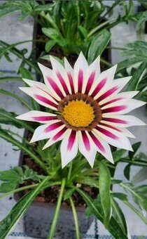 Blomst