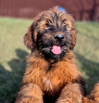 Briard