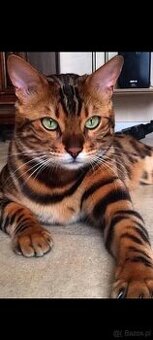 Koty Bengalskie