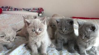 Kocury i kotki brytyjskie