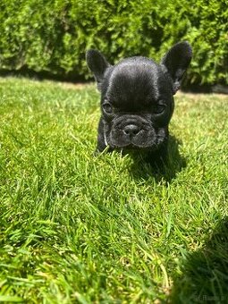 Buldog Francuski suczka
