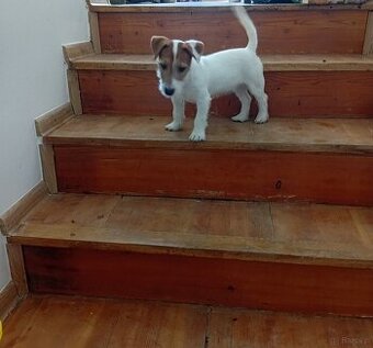 Jack Russell terrier szorstkowłosy Szczeniak