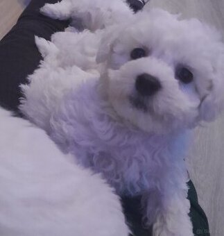 Bichon frise maluszki (dziewczynka)