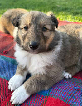 Owczarek szkocki collie - szczeniak