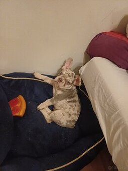 Buldog francuski