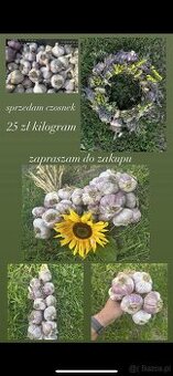 Czosnek arkus lubasza