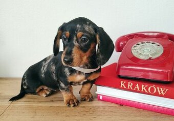 SUCZKA Jamnik krótkowłosy Merle podpalana Aquila Kraków