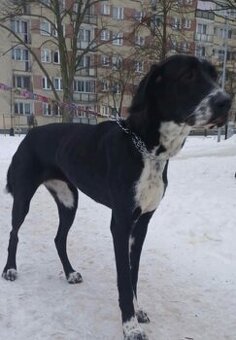 Szukamy domu tymczasowego