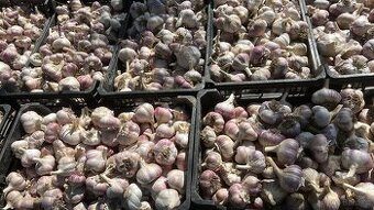 Sprzedam czosnek Lubasze oraz arkus