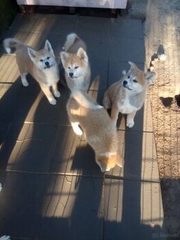 Akita Inu szczeniaki