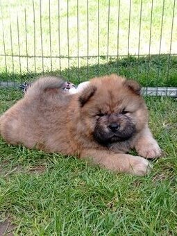 Chow Chow piesek z rodowodem ZKwP/FCI