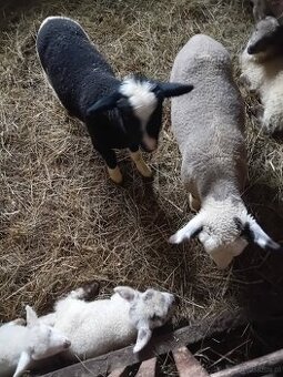 Baranki do Twojego ogródka