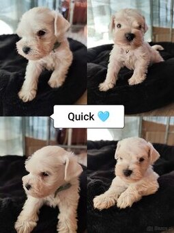 Schnauzer miniatúrne white
