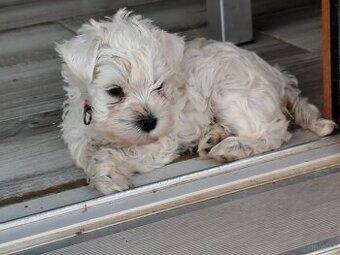 Schnauzer miniatúrne white