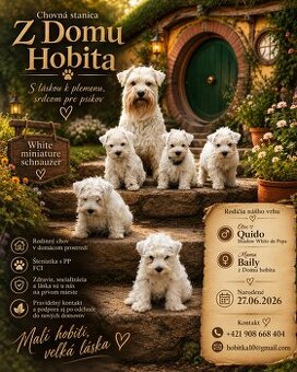 Schnauzer miniatúrne white
