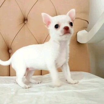Szczenięta rasy chihuahua na sprzedaż.