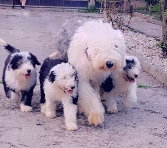 Owczarek Staroangielski Bobtail