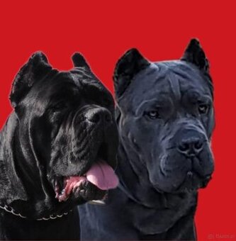Cane Corso Ksin Fargo Fci