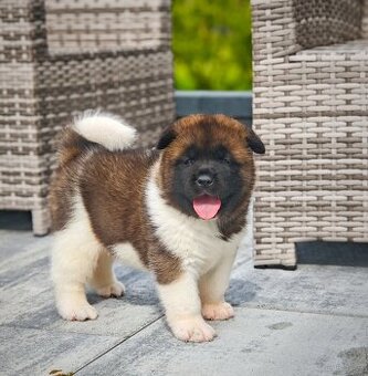 Akita americka