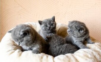 Kotki brytyjskie krótkowłose