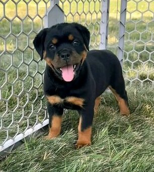 Sprzedam szczenięta rasy rottweiler.