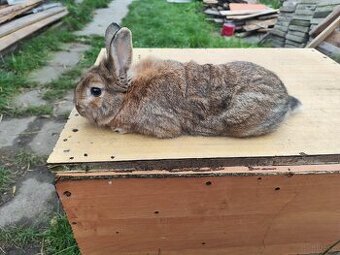 Samiczka i samce 4 sztuki w cenie